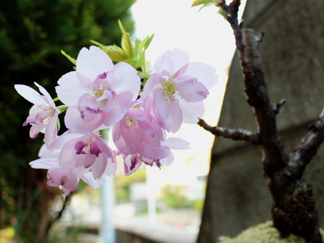 桜盆栽